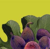 Bed and breakfast Provence